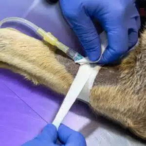 Intensivo anestesia y analgesia