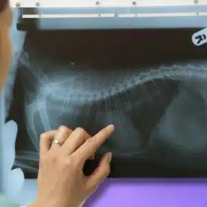 Intensivo Sistema respiratorio felino